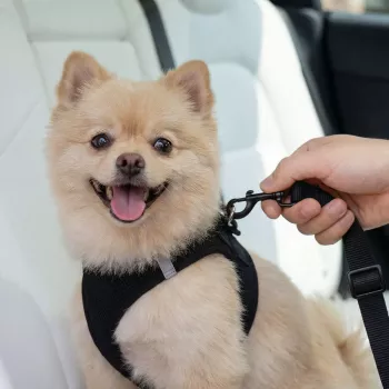 SPIGEN PS100 suporte universal de cinto de segurança para animais de estimação preto