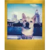 Filme instantâneo Polaroid Go / Go Gen 2 - 16 fotografias - moldura dourada