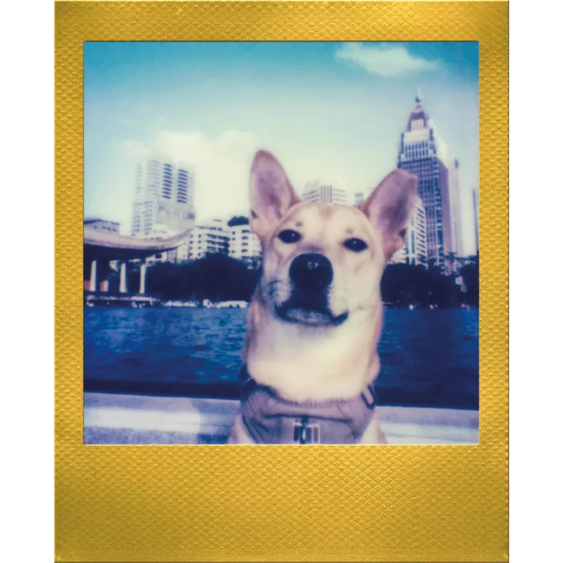 Filme instantâneo Polaroid Go / Go Gen 2 - 16 fotografias - moldura dourada