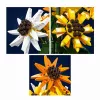 Conjunto de blocos de construção Mould King Sunflower Potted 24111 (854 peças)
