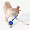 Cheerble Wicked Ball Air Rope brinquedo para cães, Royal Blue