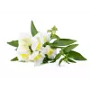 Click & Grow Smart Garden recarga, 3 cápsulas de plantas (SGR78X3)