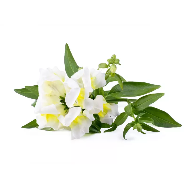 Click & Grow Smart Garden recarga, 3 cápsulas de plantas (SGR78X3)