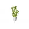 Click & Grow Smart Garden recarga de manjerona, 3 cápsulas de plantas (SGR41X3)