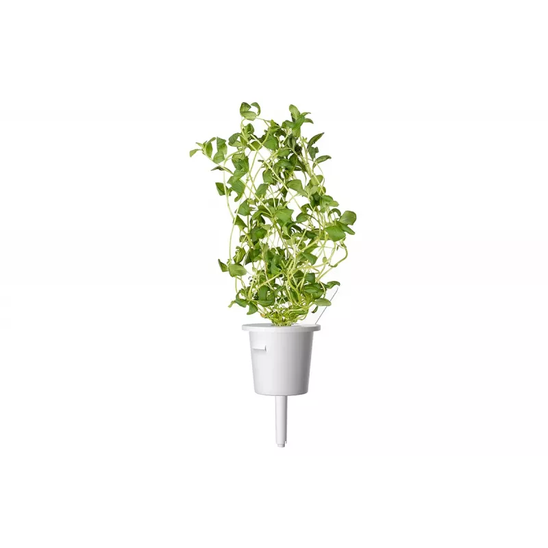 Click & Grow Smart Garden recarga de manjerona, 3 cápsulas de plantas (SGR41X3)