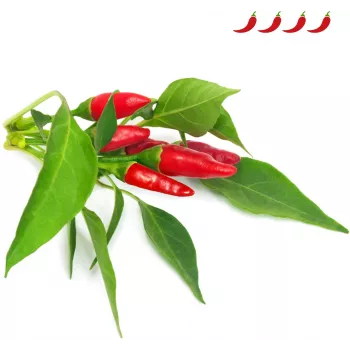 Click & Grow cápsulas de plantas piri-piri chili para Smart Garden, pack de 3 (SGR67X3)