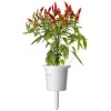 Click & Grow cápsulas de plantas piri-piri chili para Smart Garden, pack de 3 (SGR67X3)