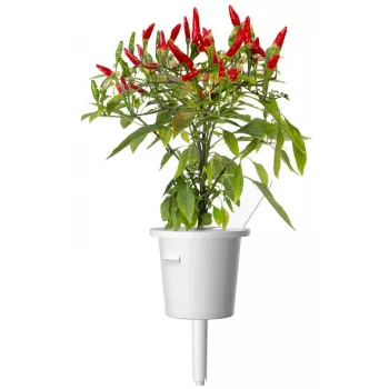 Click & Grow cápsulas de plantas piri-piri chili para Smart Garden, pack de 3 (SGR67X3)