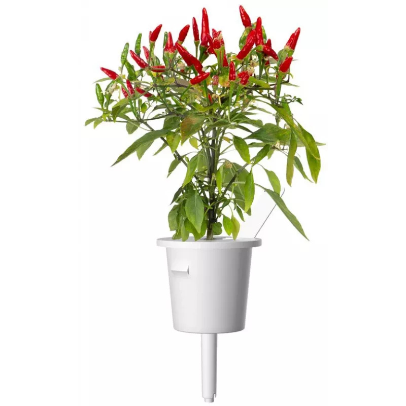 Click & Grow cápsulas de plantas piri-piri chili para Smart Garden, pack de 3 (SGR67X3)
