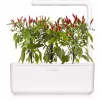 Click & Grow cápsulas de plantas piri-piri chili para Smart Garden, pack de 3 (SGR67X3)