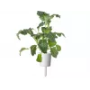 Click & Grow Smart Garden recarga, 3 cápsulas de plantas (SGR86X3)