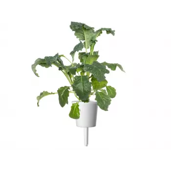 Click & Grow Smart Garden recarga, 3 cápsulas de plantas (SGR86X3)