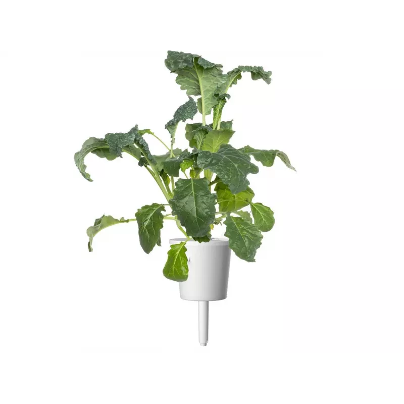 Click & Grow Smart Garden recarga, 3 cápsulas de plantas (SGR86X3)