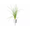 Click & Grow Smart Garden recarga, 3 cápsulas de plantas (SGR105X3)