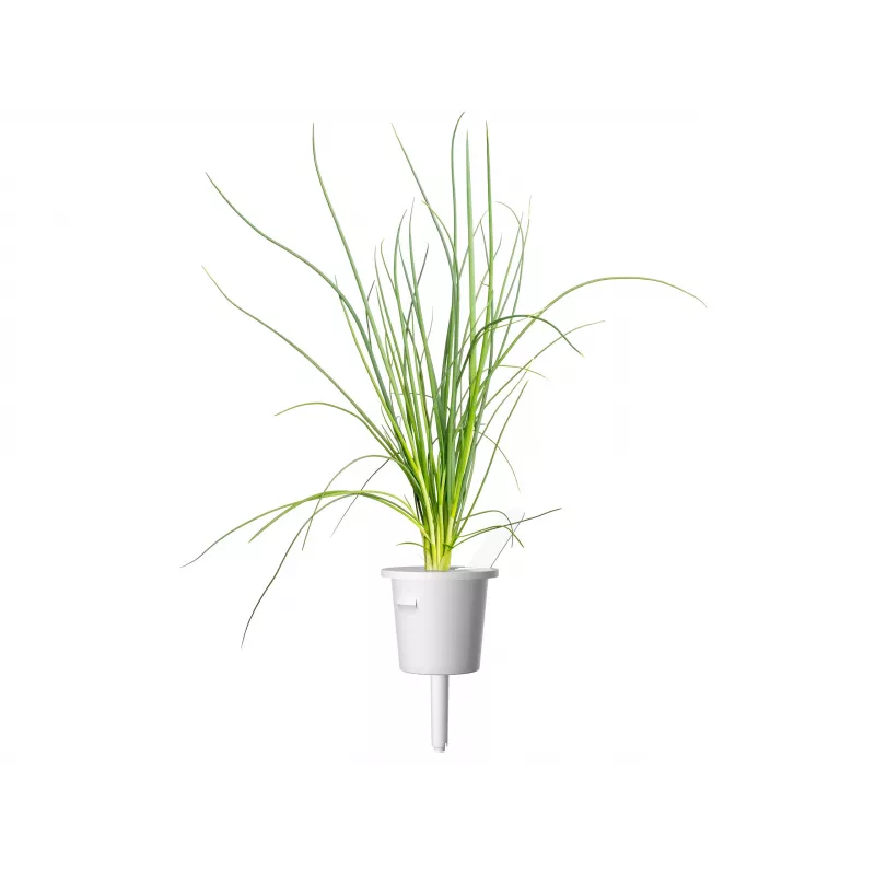 Click & Grow Smart Garden recarga, 3 cápsulas de plantas (SGR105X3)