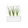 Click & Grow Smart Garden recarga, 3 cápsulas de plantas (SGR105X3)