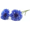Click & Grow cápsulas de plantas centáurea para Smart Garden, pack de 3 (SGR36X3)