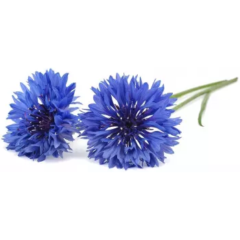 Click & Grow cápsulas de plantas centáurea para Smart Garden, pack de 3 (SGR36X3)