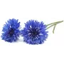 Click & Grow cápsulas de plantas centáurea para Smart Garden, pack de 3 (SGR36X3)