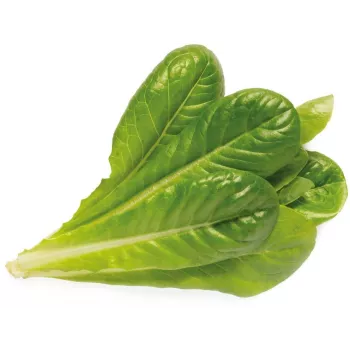 Click & Grow SGR50X3 recarga de cápsulas de plantas de alface (pack de 3)