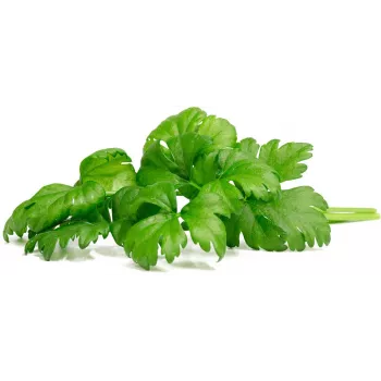 Click & Grow cápsulas de aipo de corte para Smart Garden, pack de 3 (SGR97X3)