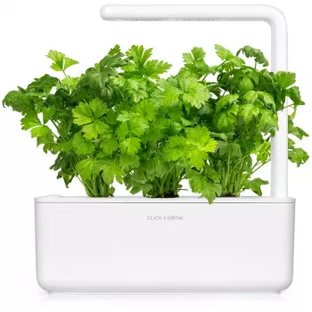 Click & Grow cápsulas de aipo de corte para Smart Garden, pack de 3 (SGR97X3)