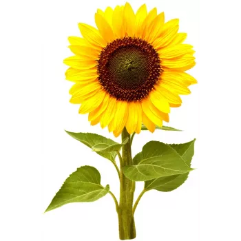 Click & Grow cápsulas de girassol mini para Smart Garden, pack de 3 (SGR65X3)