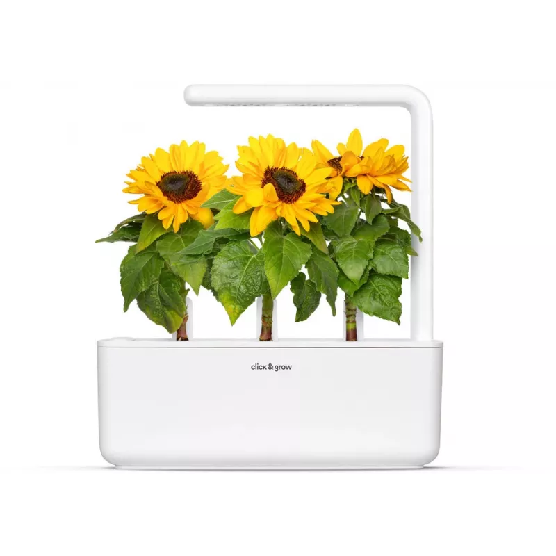 Click & Grow cápsulas de girassol mini para Smart Garden, pack de 3 (SGR65X3)