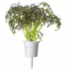 Click & Grow Smart Garden recarga de mostarda vermelha frisada, 3 cápsulas de plantas (SGR77X3)