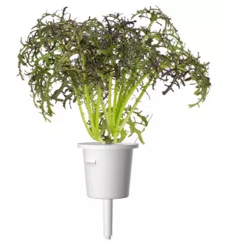 Click & Grow Smart Garden recarga de mostarda vermelha frisada, 3 cápsulas de plantas (SGR77X3)