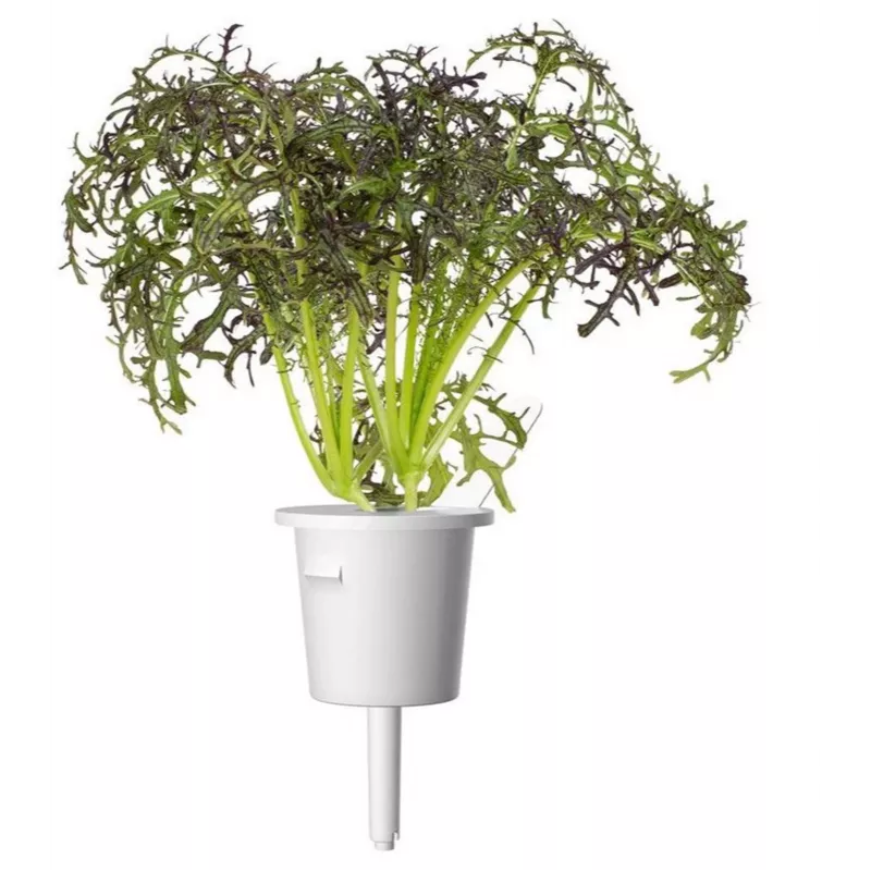 Click & Grow Smart Garden recarga de mostarda vermelha frisada, 3 cápsulas de plantas (SGR77X3)