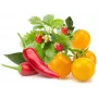 Click & Grow cápsulas de plantas de frutas e legumes para Smart Garden, pack de 9 (PPMFVX9)