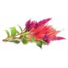 Click & Grow cápsulas de plantas de crista-de-galo para Smart Garden, pack de 3 (SGR4X3)