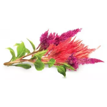Click & Grow cápsulas de plantas de crista-de-galo para Smart Garden, pack de 3 (SGR4X3)