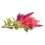 Click & Grow cápsulas de plantas de crista-de-galo para Smart Garden, pack de 3 (SGR4X3)