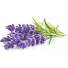Click & Grow Smart Garden recarga de lavanda, 3 cápsulas de plantas (SGR30X3)