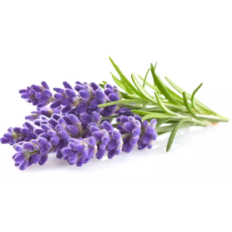 Click & Grow Smart Garden recarga de lavanda, 3 cápsulas de plantas (SGR30X3)