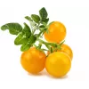 Click and Grow Smart Garden Refill pack de 3 cápsulas de plantas de mini tomate
