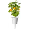 Click and Grow Smart Garden Refill pack de 3 cápsulas de plantas de mini tomate