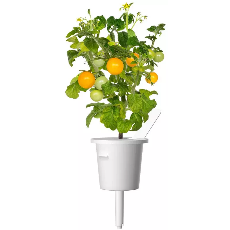 Click and Grow Smart Garden Refill pack de 3 cápsulas de plantas de mini tomate