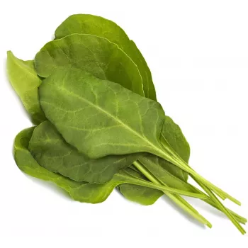 Click & Grow Smart Garden recarga de acelga verde, 3 cápsulas de plantas (SGR64X3)