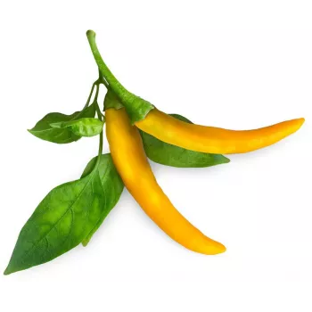 Cápsulas de pimento picante Click & Grow SGR60X3 (pack de 3)