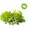 Cápsulas de mistura de ervas para bife Click & Grow para Smart Garden, pack de 9 (PPMSSX9)