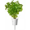 Cápsulas de mistura de ervas para bife Click & Grow para Smart Garden, pack de 9 (PPMSSX9)