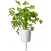 Cápsulas de mistura de ervas para bife Click & Grow para Smart Garden, pack de 9 (PPMSSX9)
