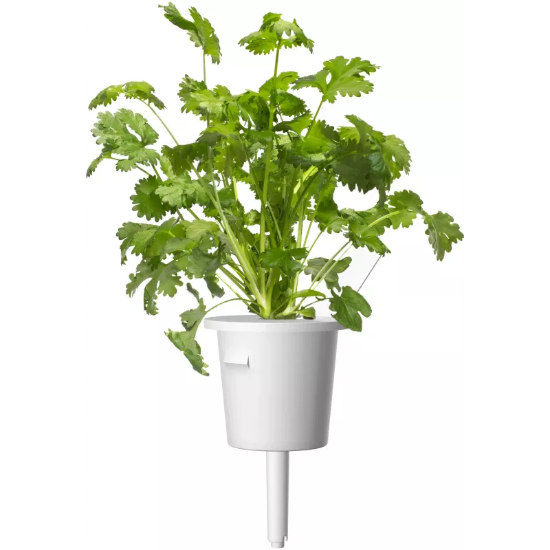 Cápsulas de mistura de ervas para bife Click & Grow para Smart Garden, pack de 9 (PPMSSX9)