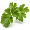 Click & Grow SGR68x3 cápsulas de salsa (pack de 3)