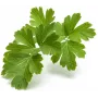 Click & Grow SGR68x3 cápsulas de salsa (pack de 3)