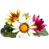 Click & Grow cápsulas de gazânia para Smart Garden, pack de 3 (SGR92X3)