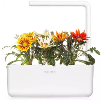 Click & Grow cápsulas de gazânia para Smart Garden, pack de 3 (SGR92X3)